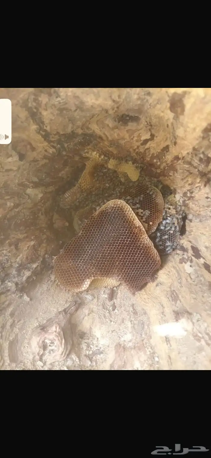 نحل للبيع 1