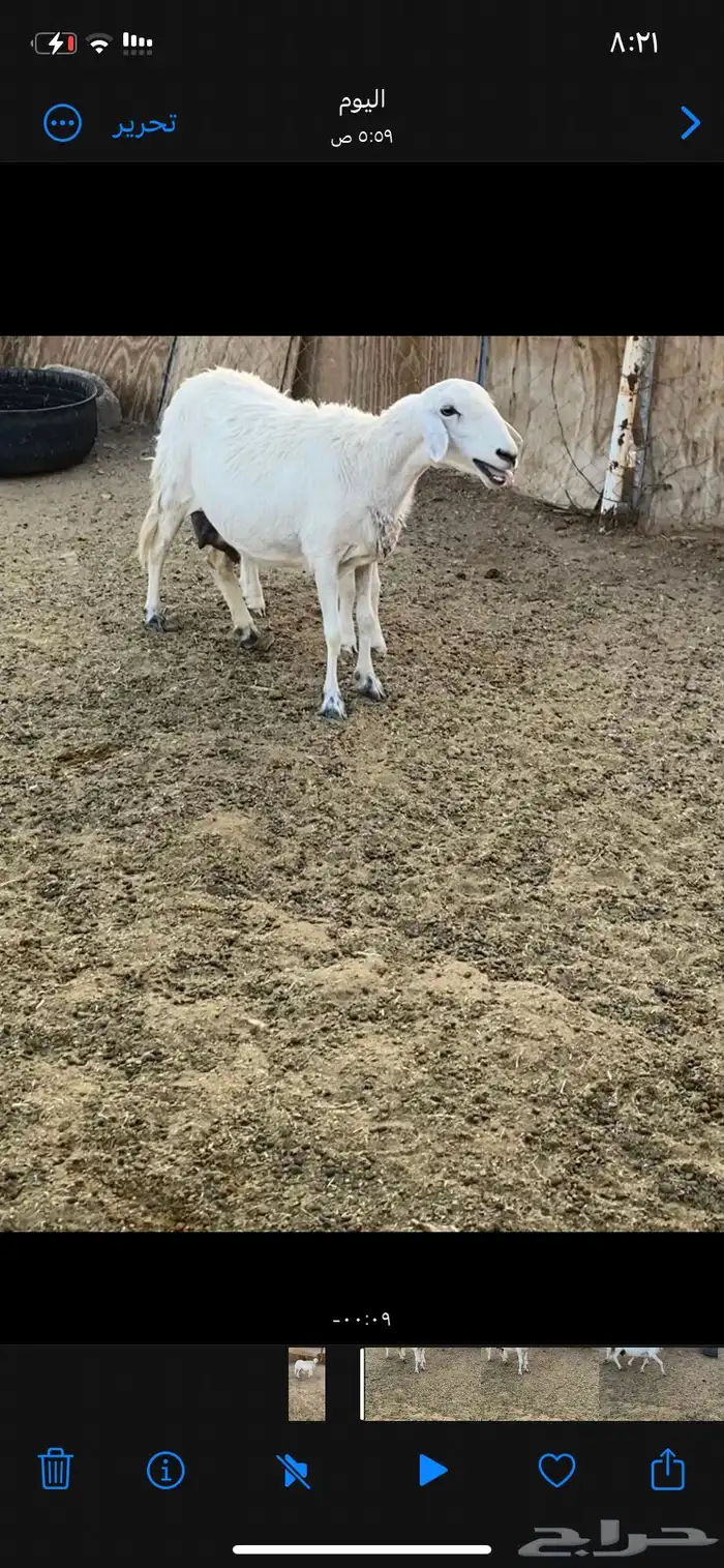 نعجه والد حريه 0