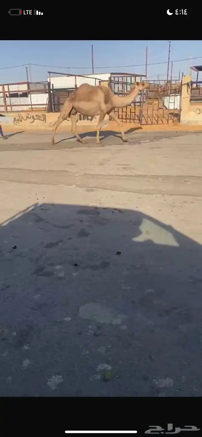 للبيع القحه الصفر 3