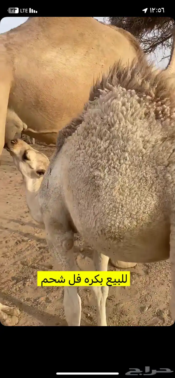 البيع بكره على حليب أمها وعلى علف نظايف 2