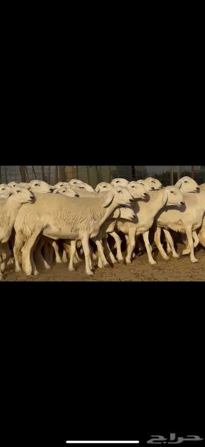 رخال حريات صنف نوادر للبيع 0