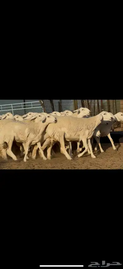 رخال حريات صنف نوادر للبيع 4