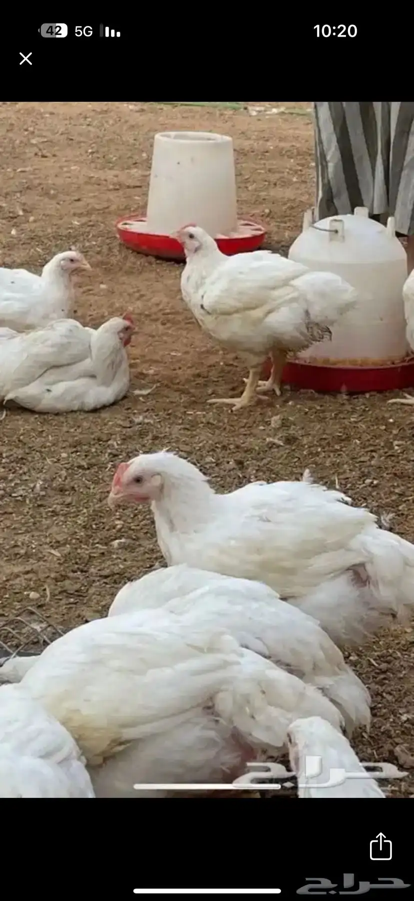 سردة دجاج لاحم للبيع 0