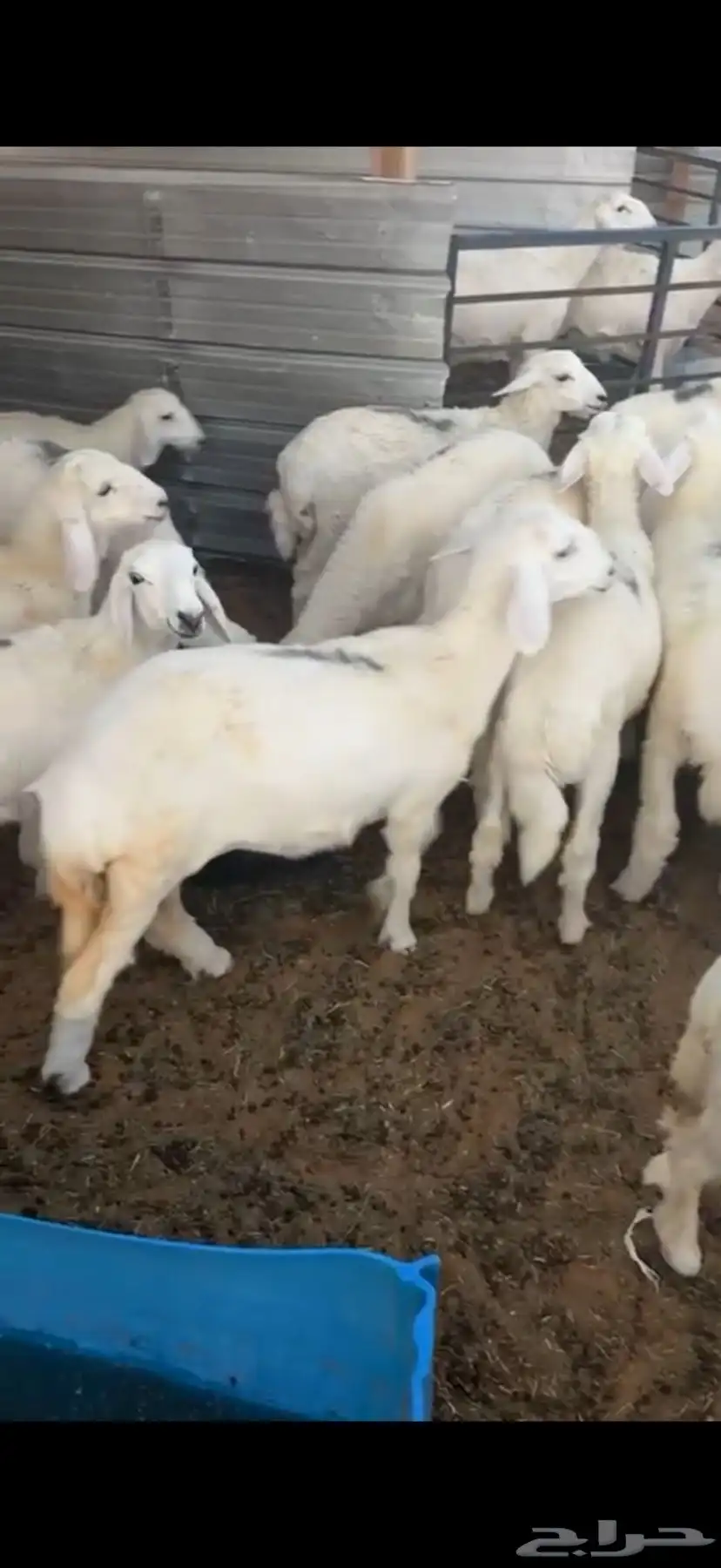 بهم لبيع 0