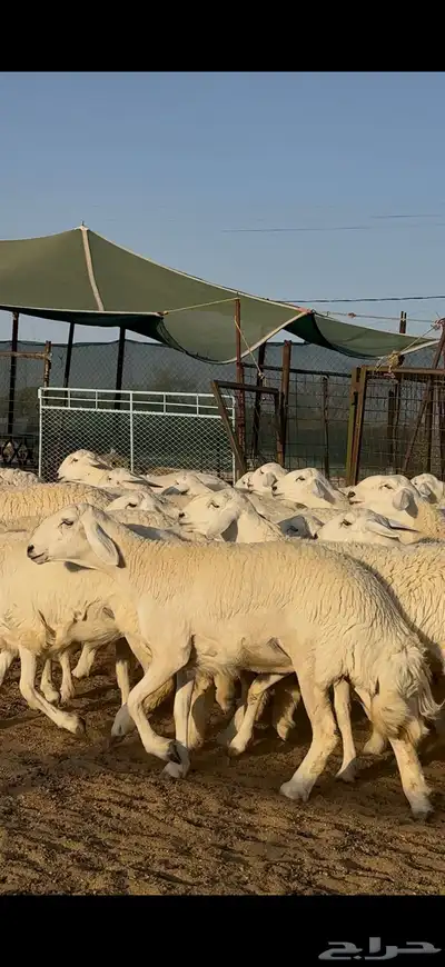 رخال حريات صنف نوادر للبيع 1