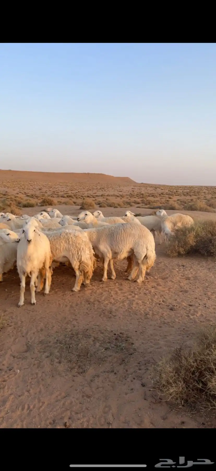 للبيع غنم حريه مراح 3