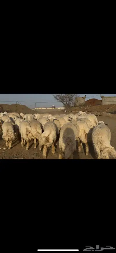 رخال حريات صنف نوادر للبيع 3