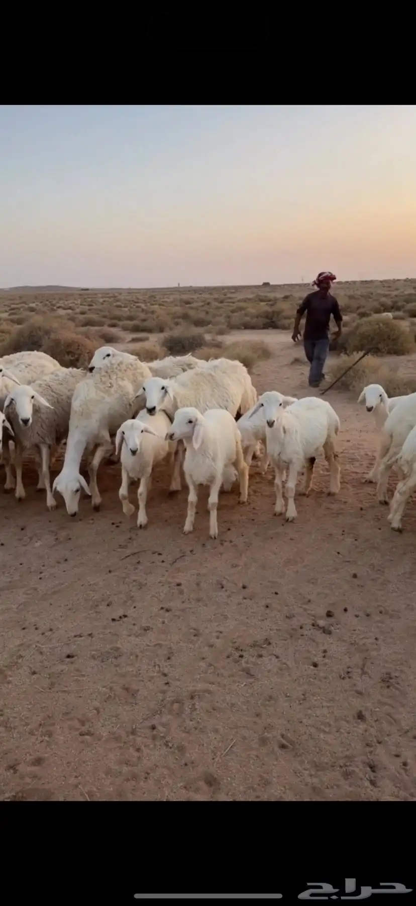 للبيع غنم حريه مراح 4
