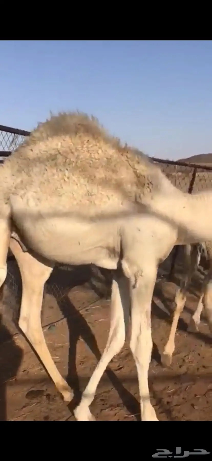 قعدان قصب طايشه شحم 0