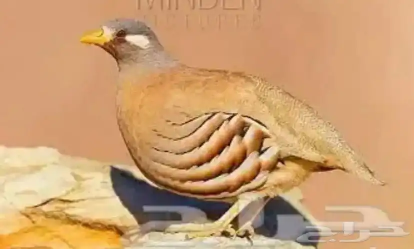حجل بري مشروط من جميع الأمراض الموقع الأمواه 4
