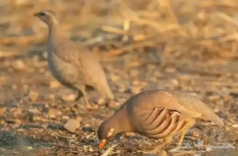 حجل بري مشروط من جميع الأمراض الموقع الأمواه 3