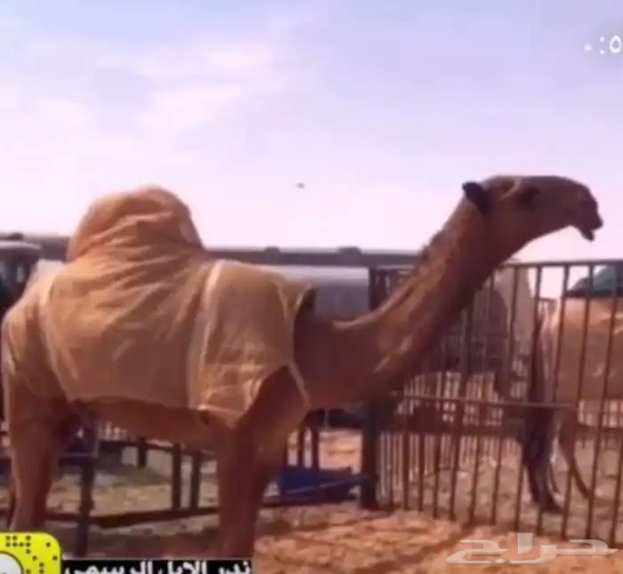 فحل لبيع الموجودات بناته 3