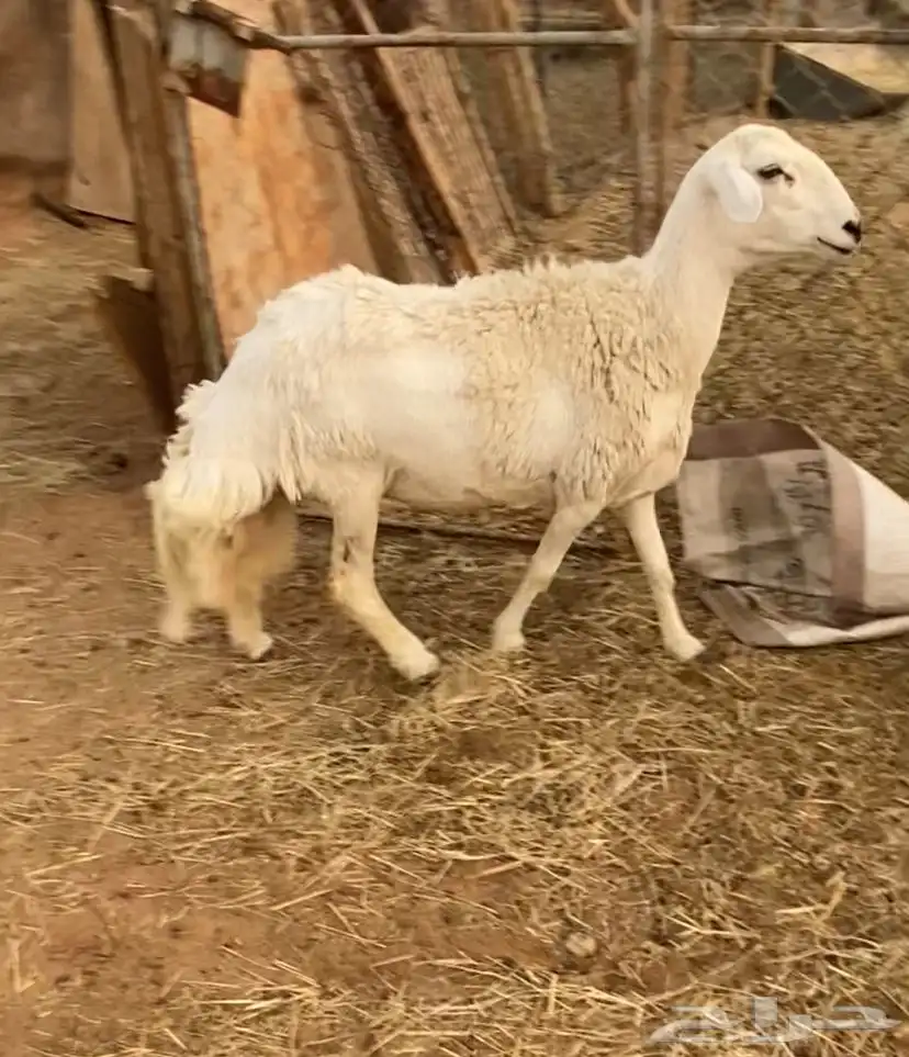 حريه ثنيه دافع شرط 0