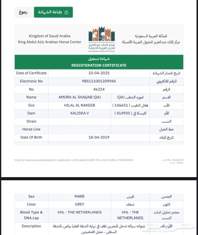 فرس واهو ومهرة واهو جمال 3