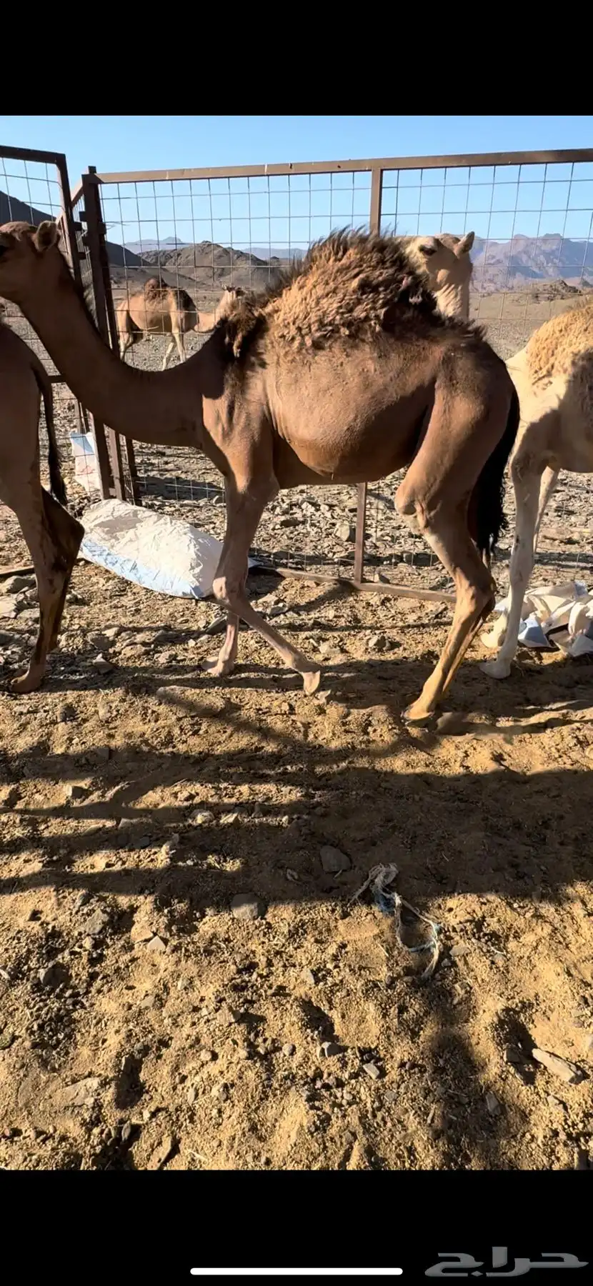 بكرة مفرودة 0