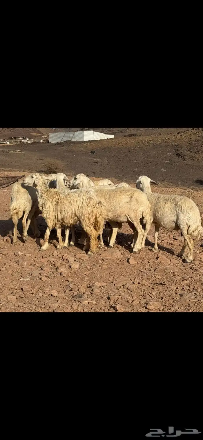 ضان حريات 4