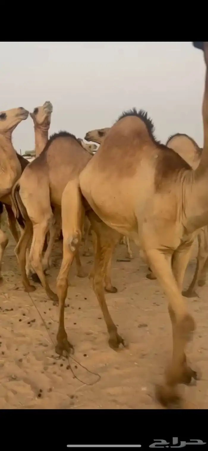 قعدان للبيع 1