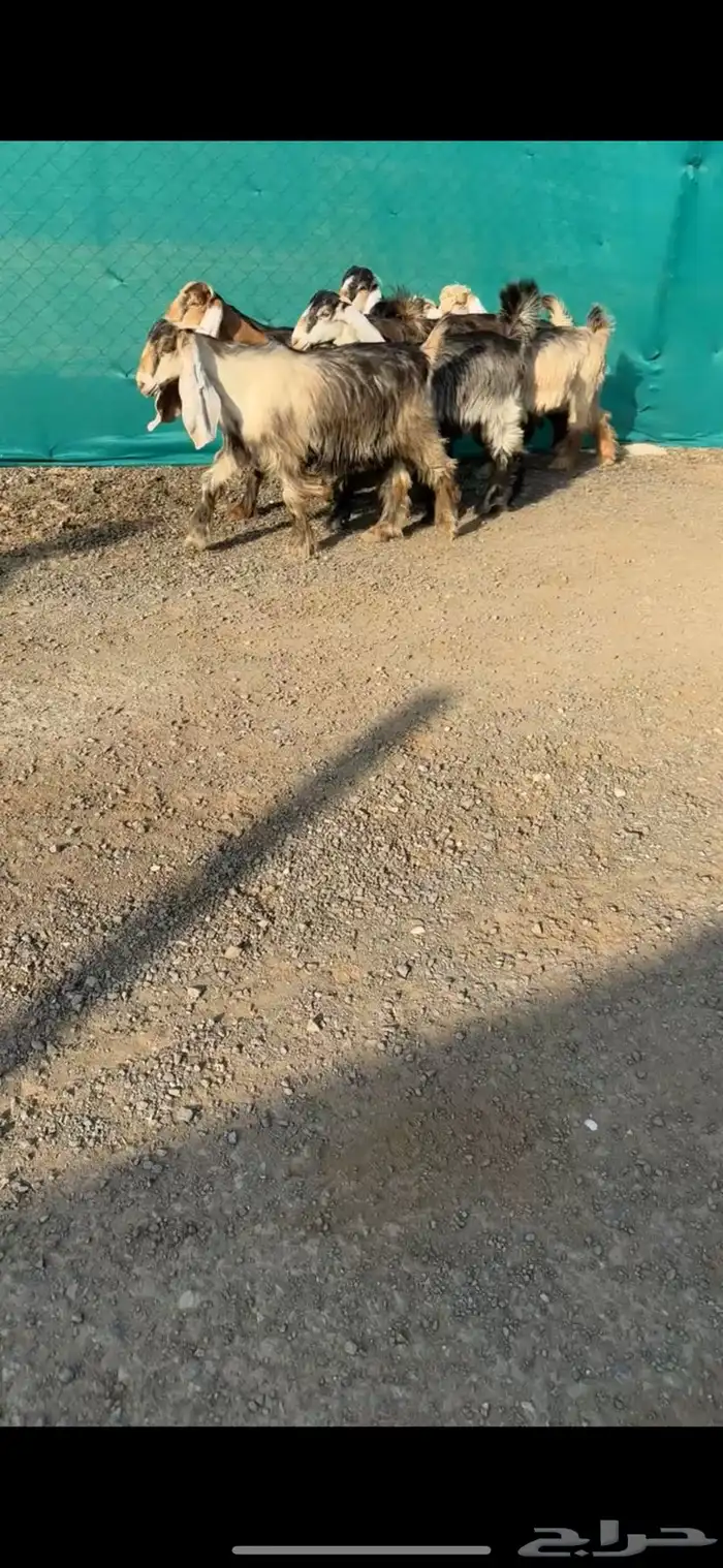 جفرات عوارض صفر خصم الخصم تممم البيع 0