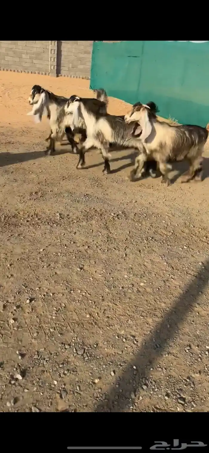 جفرات عوارض صفر خصم الخصم تممم البيع 3