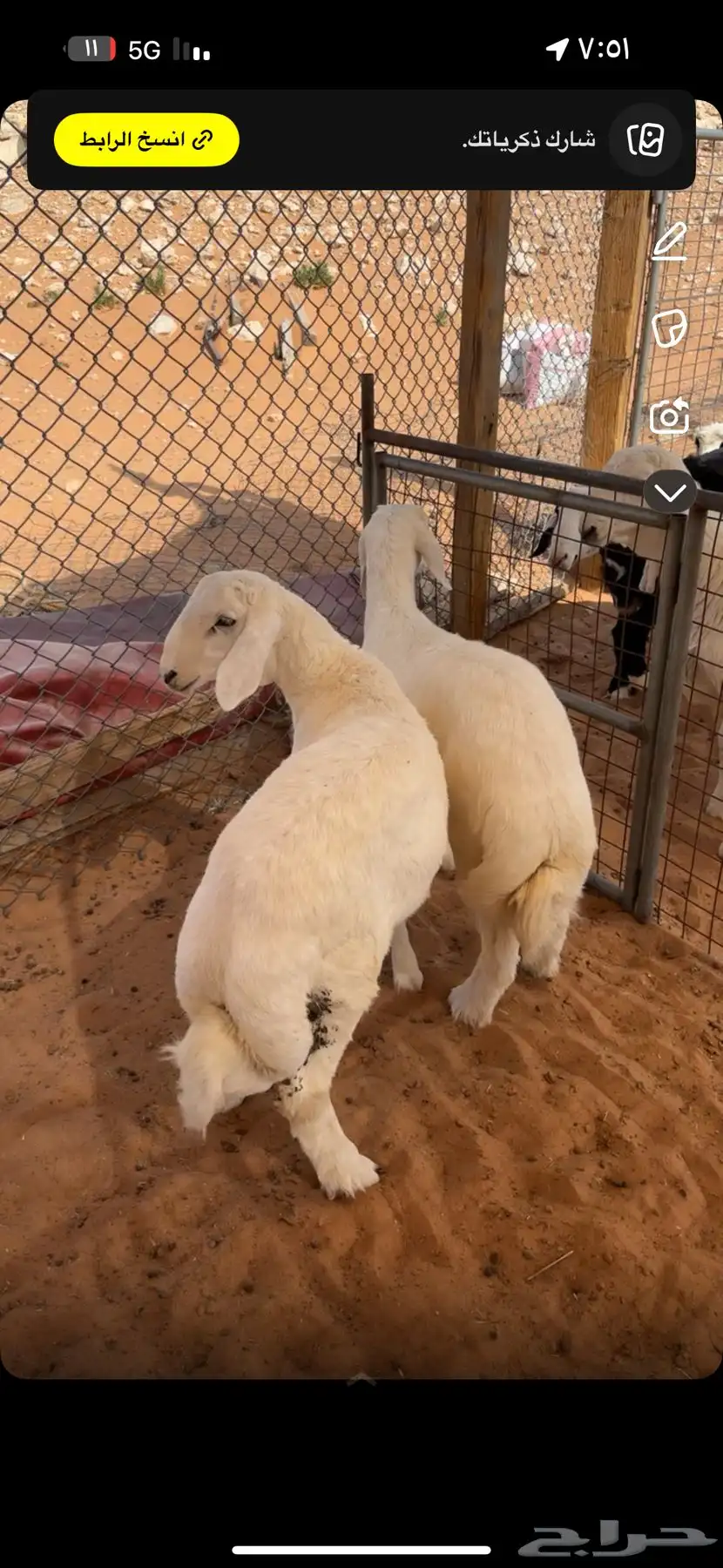 طليان كفو فل شحم عماره 3 اشهر الموقع المزاحميه 0