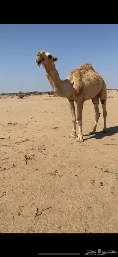 قعود باتلي 3