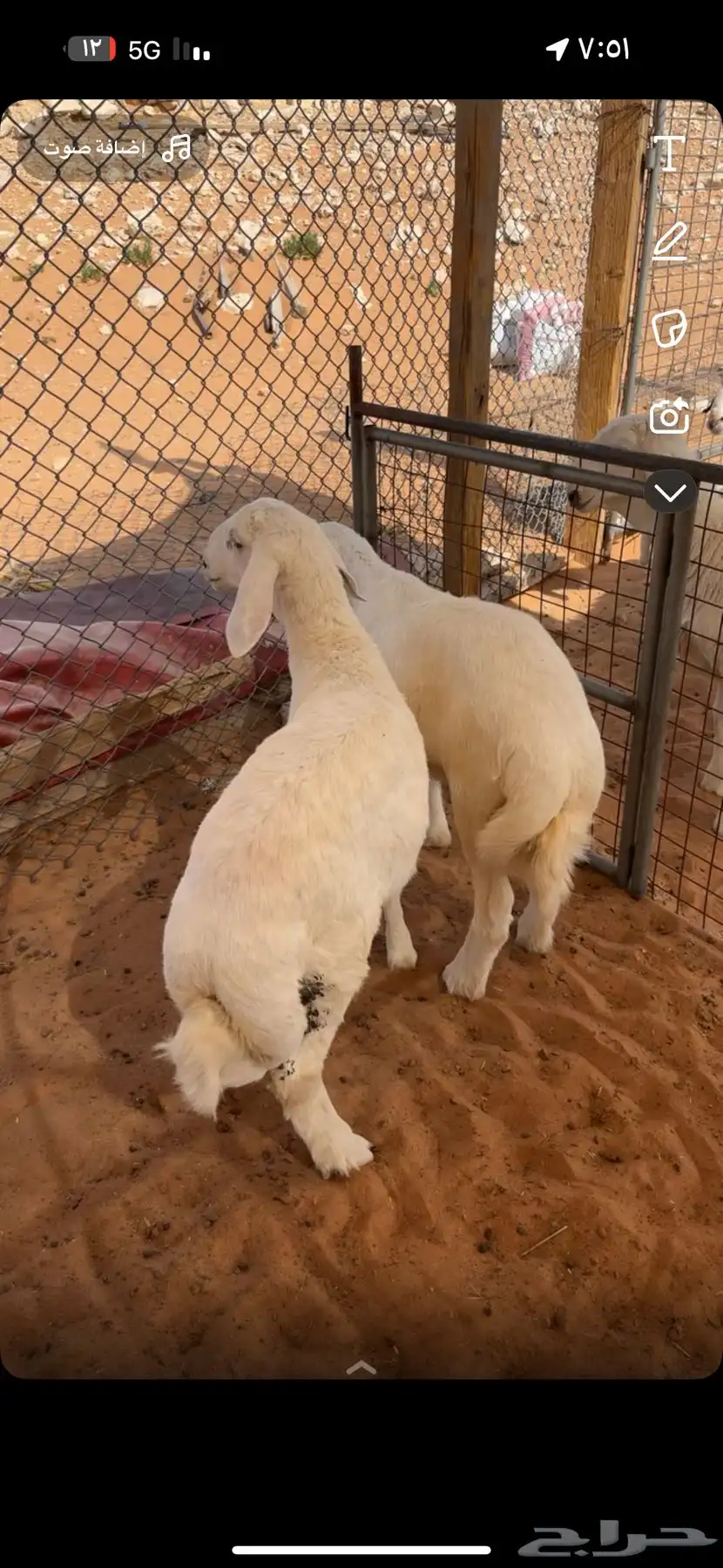 طليان كفو فل شحم عماره 3 اشهر الموقع المزاحميه 1