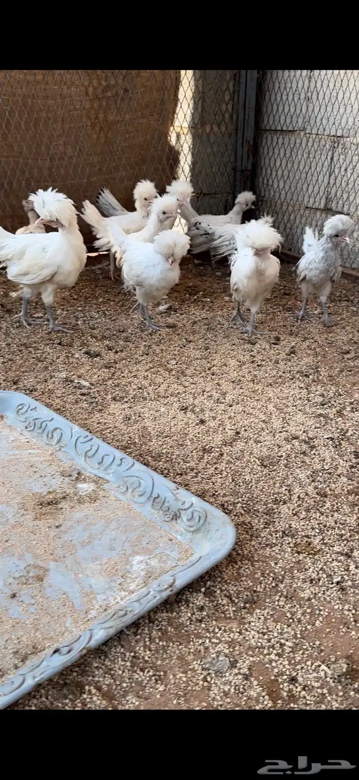 بولش 0