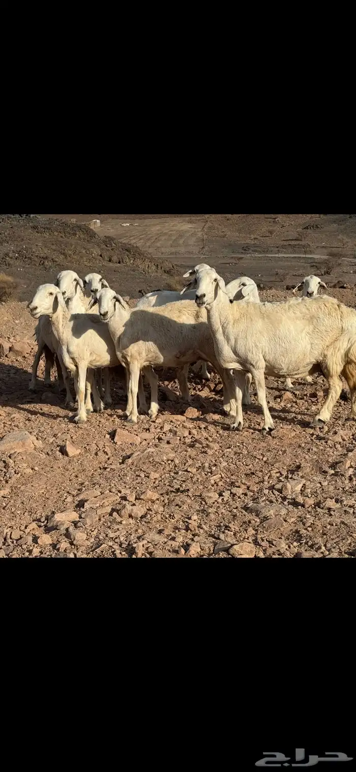 ضان حريات 8