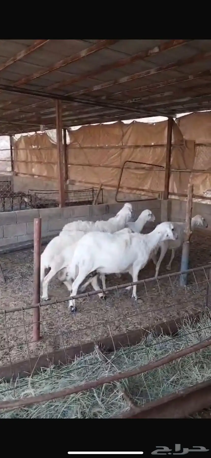 للبيع حريات 1