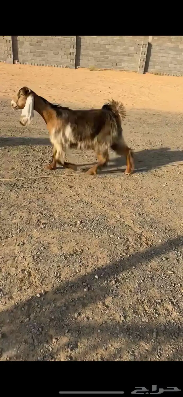 جفرات عوارض صفر خصم الخصم تممم البيع 4