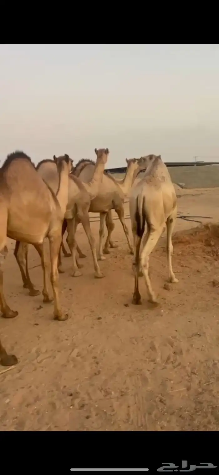 قعدان للبيع 0