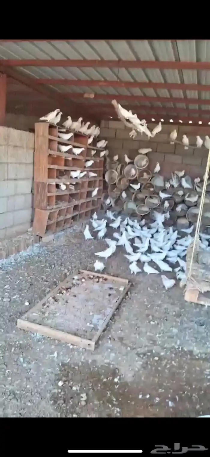 حمام فرنسي 2