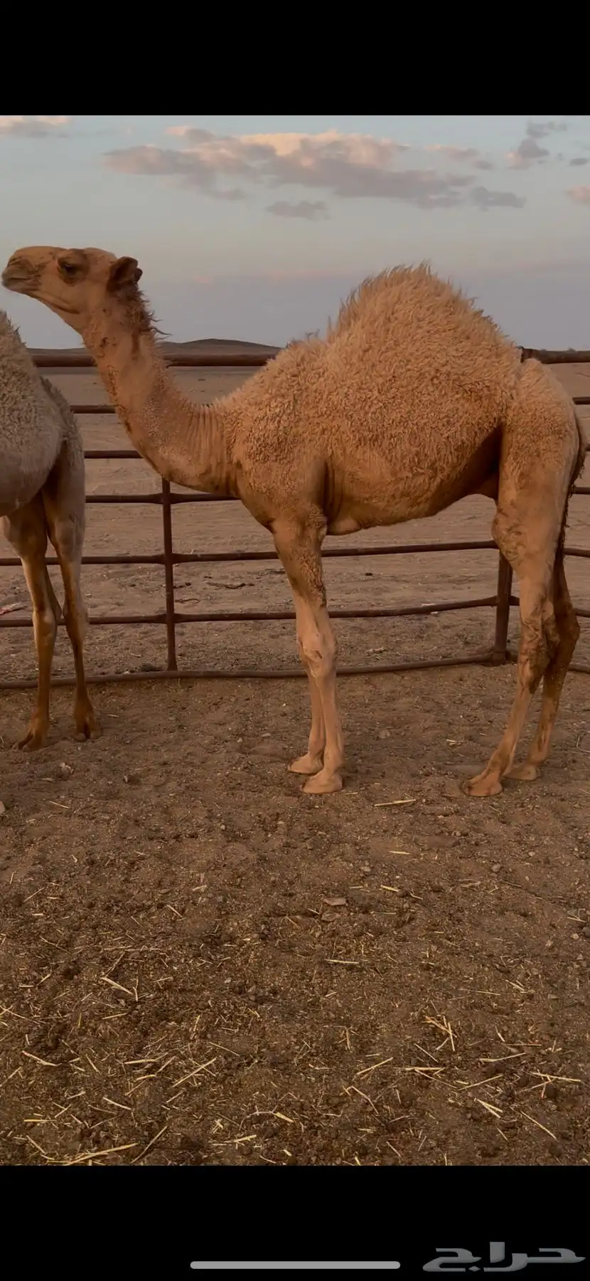 قعود 0