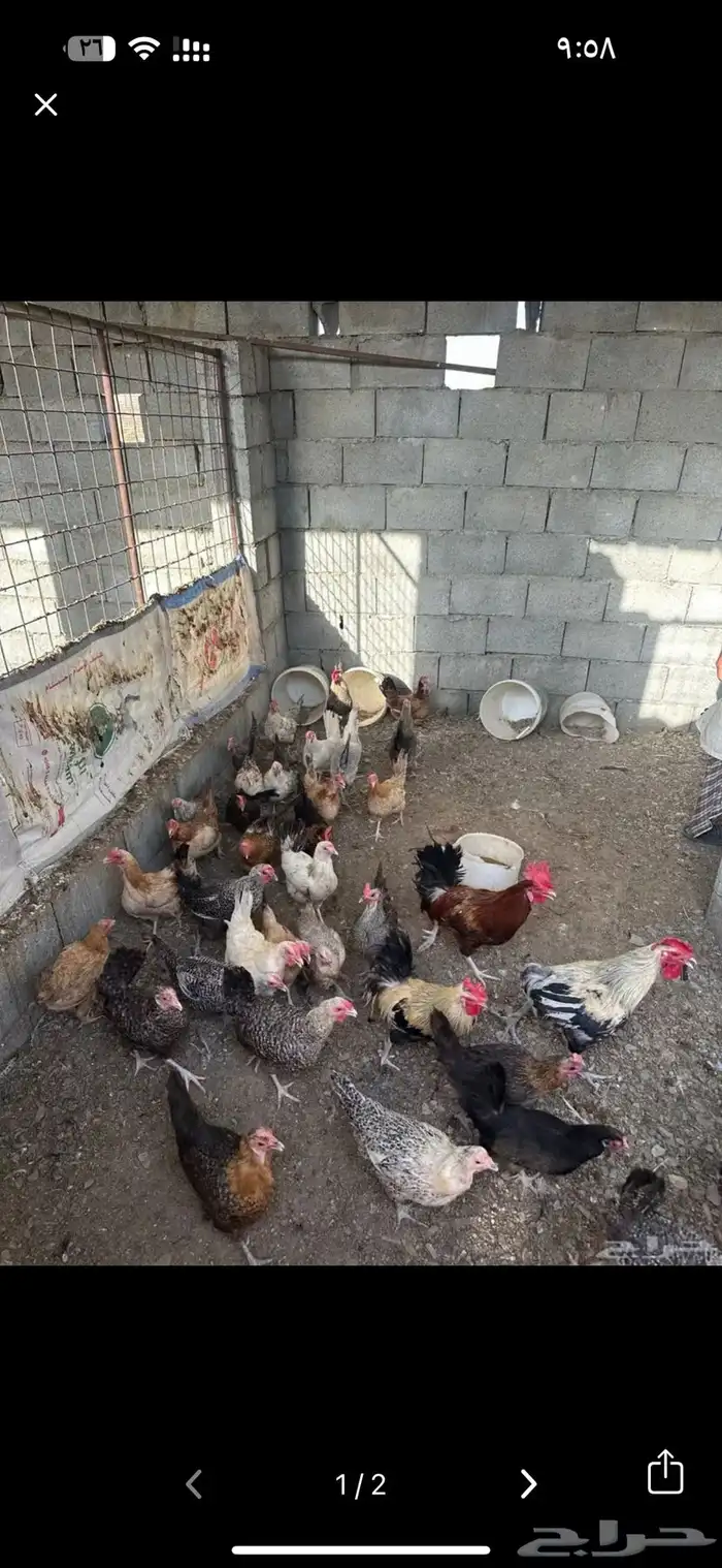 دجاج بيض مشكل للبيع جمله 1