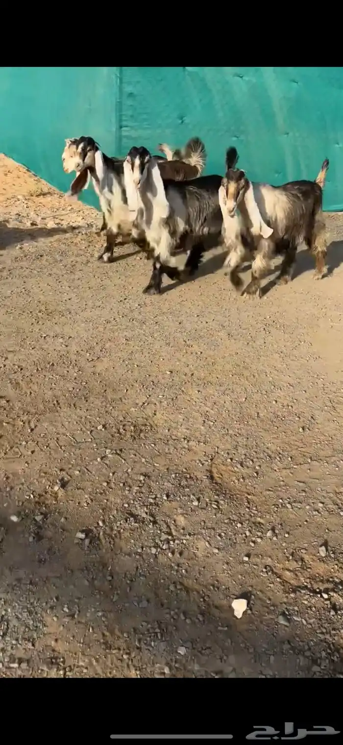 جفرات عوارض صفر خصم الخصم تممم البيع 2