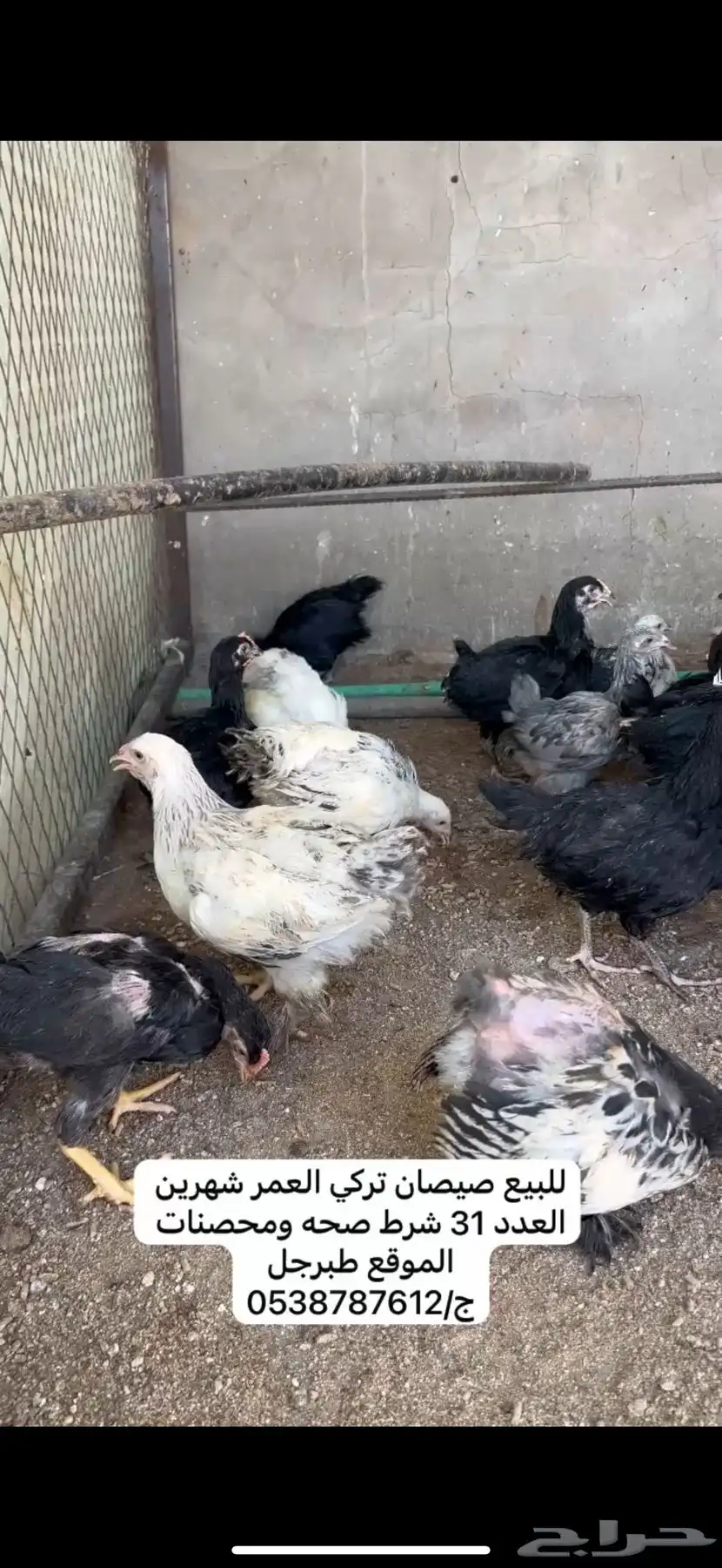 صيصان دجاج 0