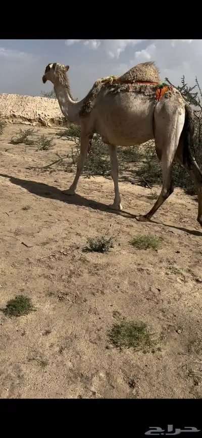 لقحه طيبه بالحيل ولقحه ع بعير  منتج 0