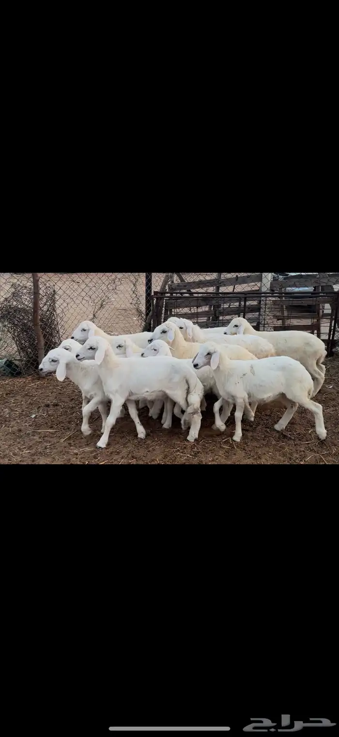 بهم تربيه مراح واحد طرف وشعره بيضاء(تم البيع ) 2