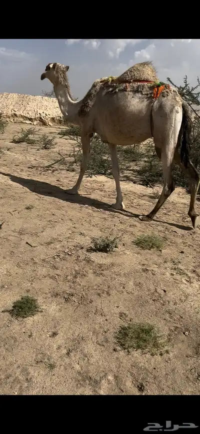 لقحه طيبه بالحيل ولقحه ع بعير  منتج 3