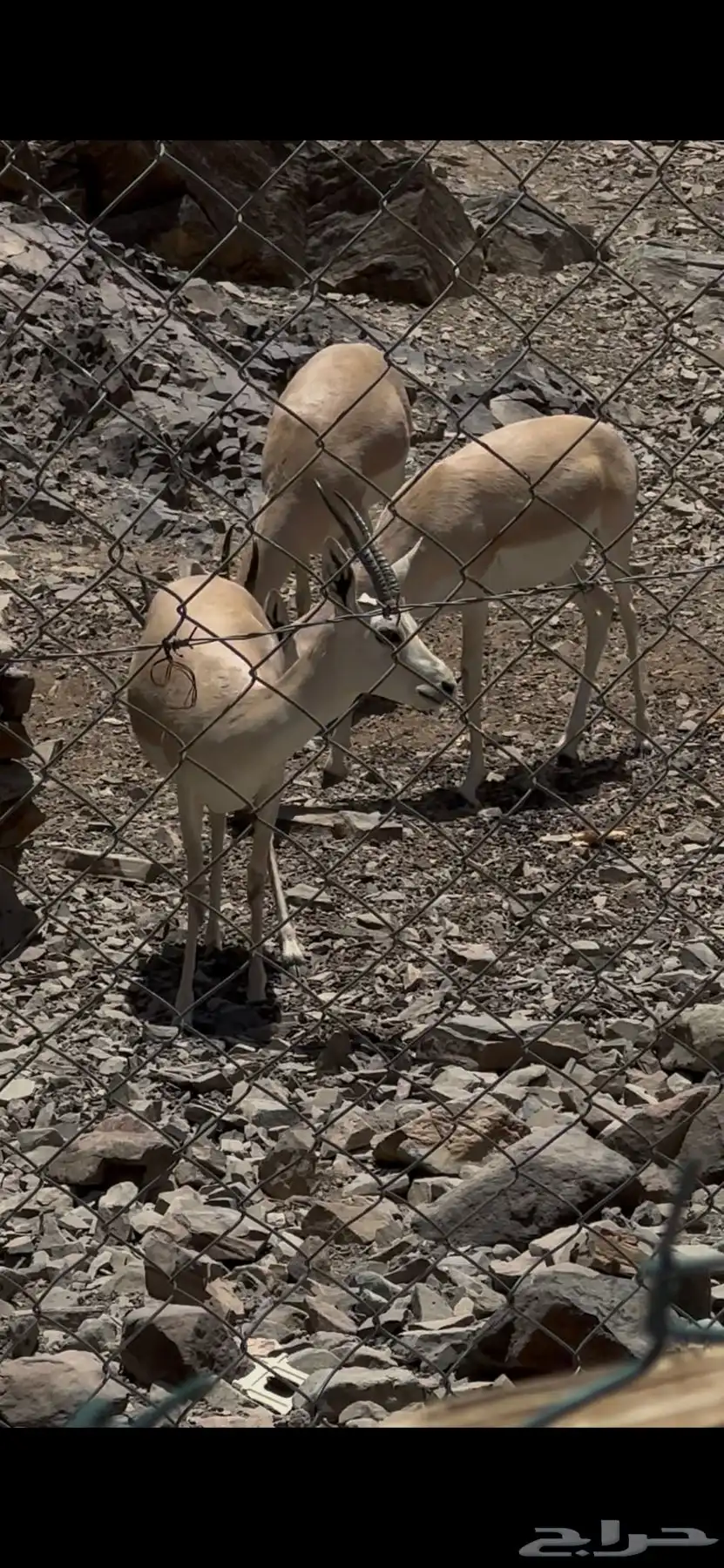 تيس ومعزا الريم(غزلان) 0