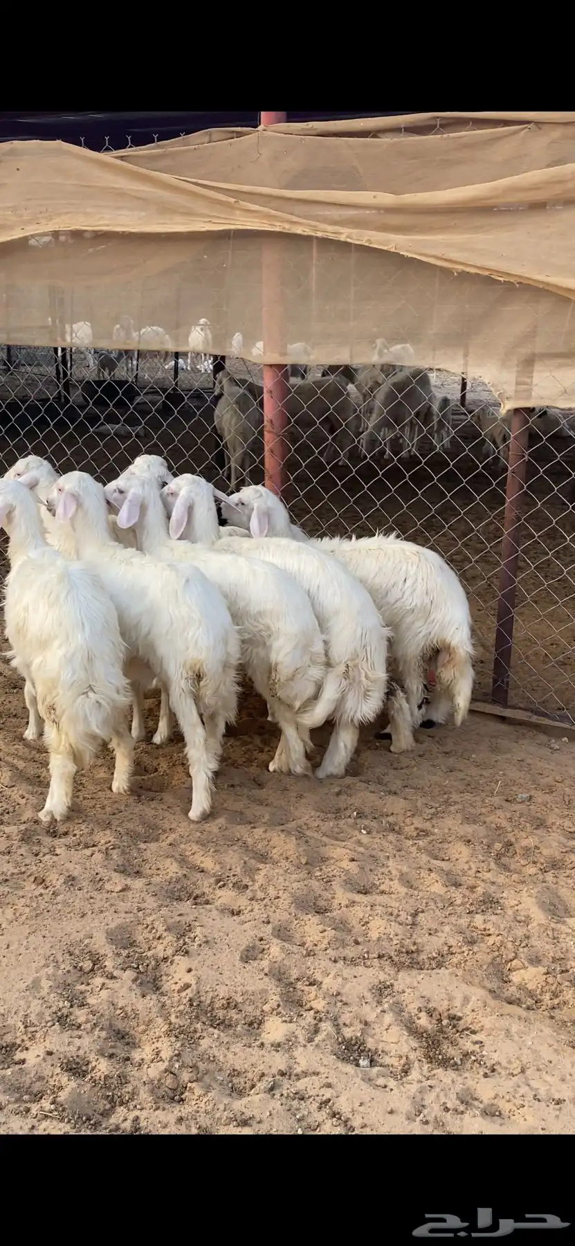 رخال صنف فاخر 0