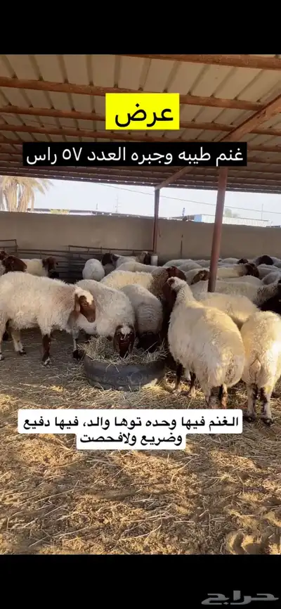 غنم نعيم فاخره 1