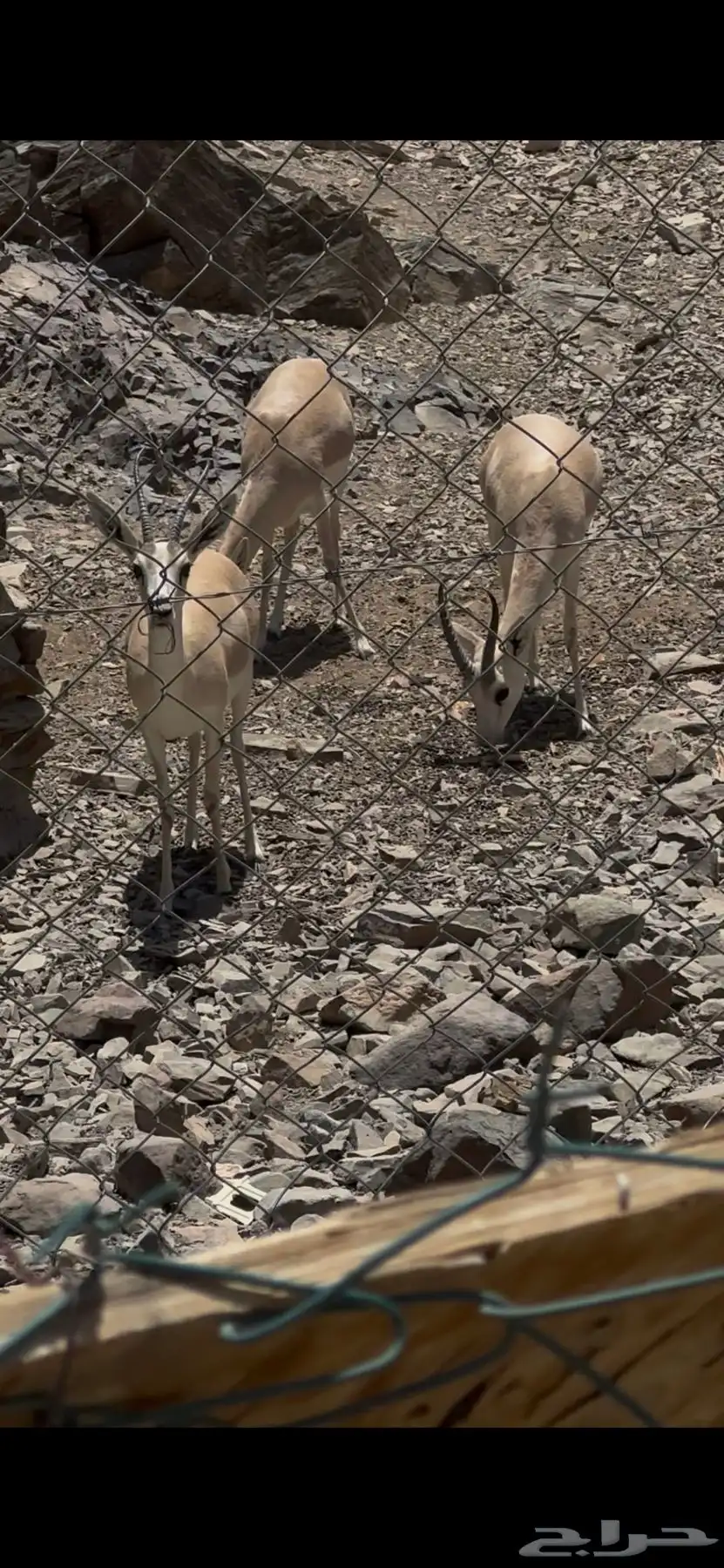 تيس ومعزا الريم(غزلان) 1