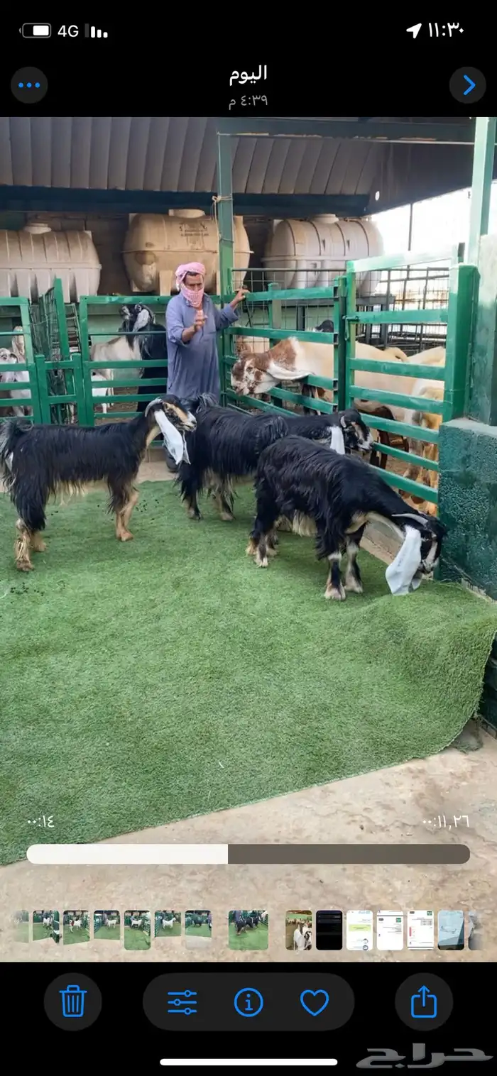 معزا عوارض ربش 2