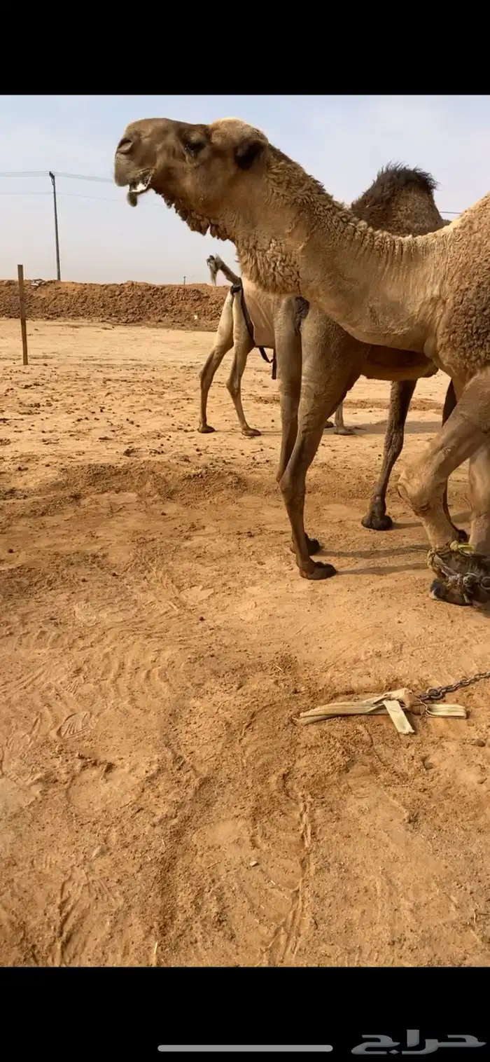 للبيع الفحل غرنوق ولد غرنوق الهرش 2