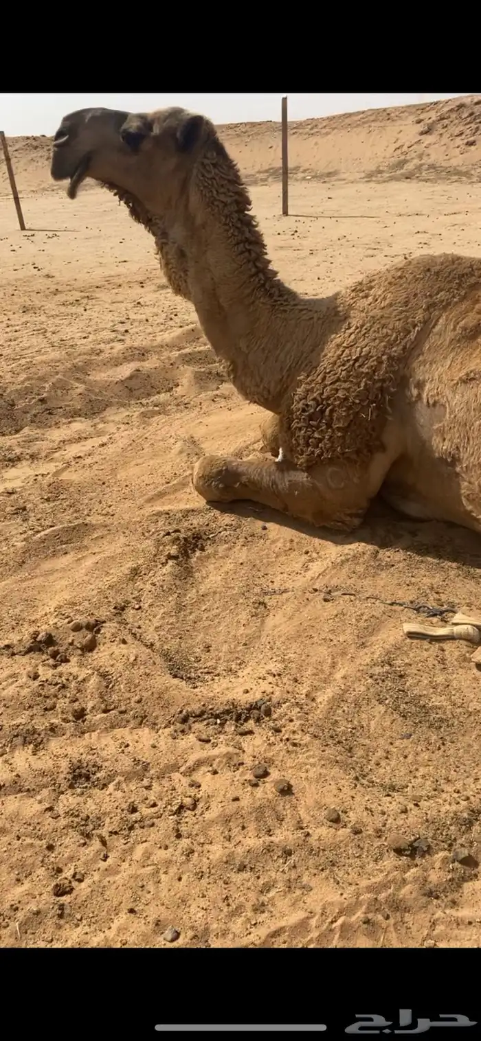 للبيع الفحل غرنوق ولد غرنوق الهرش 3