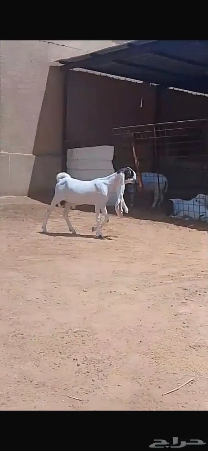 جفرحجازي ابيض معرف تعريف قوي خصم الخصم 0