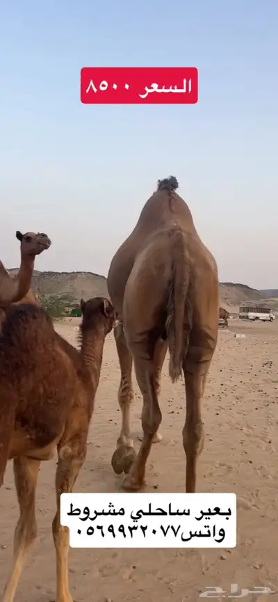بعير جمل ساحلي(( تم البيع )) 4