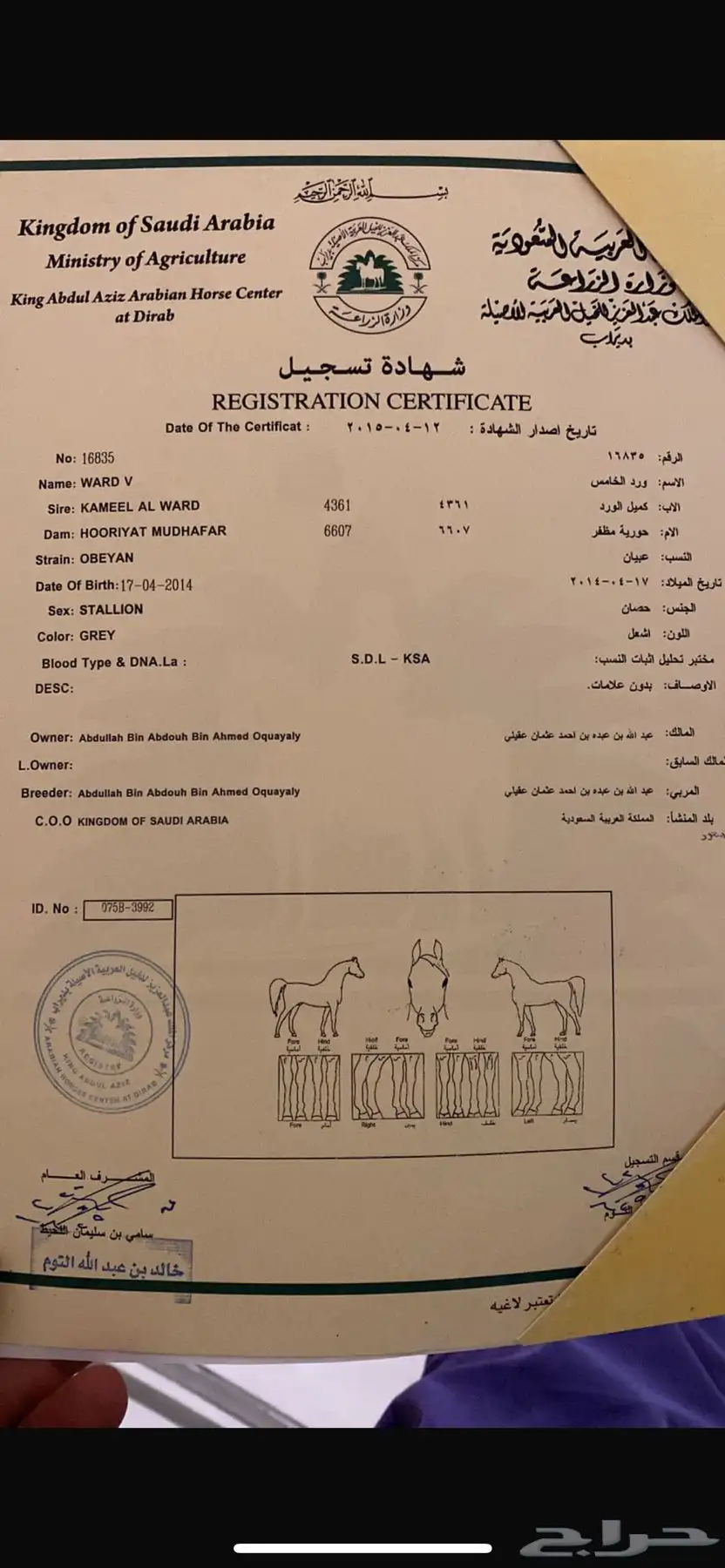خيل عربي للبيع 1