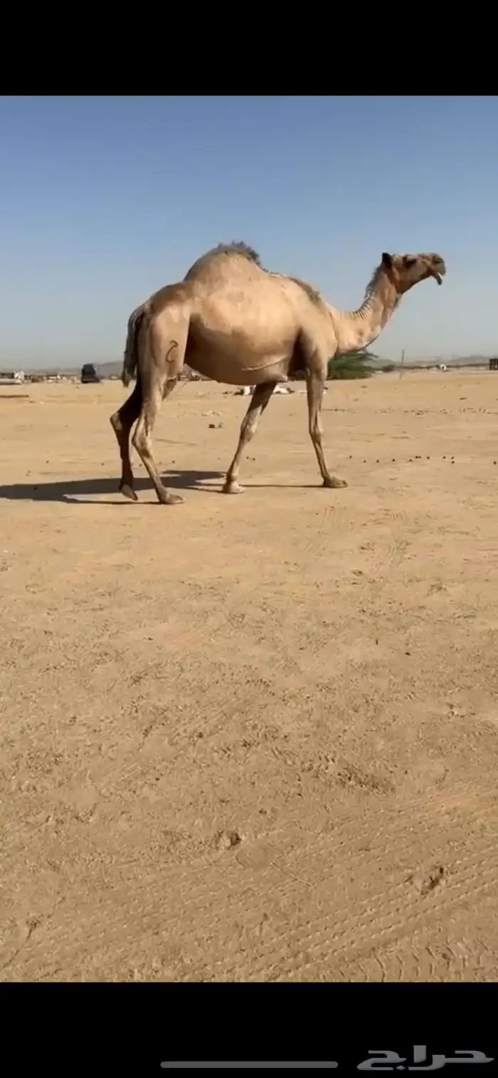 للبيع ناقه لقحه 4